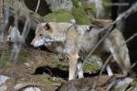 Vlk eurasijský (Canis lupus lupus)