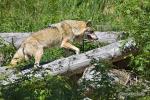 Vlk eurasijský (Canis lupus lupus)