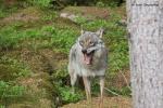 Vlk eurasijský (Canis lupus lupus)