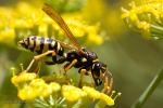 Vosík obecný (Polistes nimpha)