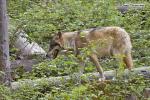 Vlk eurasijský (Canis lupus lupus)