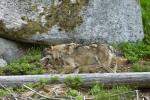 Vlk eurasijský (Canis lupus lupus)