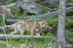 Vlk eurasijský (Canis lupus lupus)