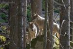 Vlk eurasijský (Canis lupus lupus)