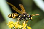 Vosík obecný (Polistes nimpha)