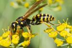 Vosík obecný (Polistes nimpha)