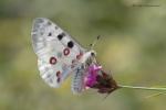 Jasoň červenooký (Parnassius apollo)