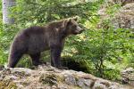 Medvěd hnědý (Ursus arctus)