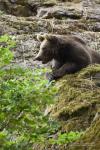 Medvěd hnědý (Ursus arctus)