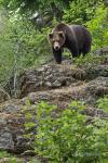 Medvěd hnědý (Ursus arctus)