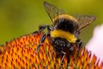 Čmelák zemní (Bombus terrestris)