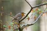 Červenka obecná (Erithacus rubecula)