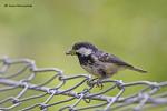 Sýkora uhelníček (Periparus ater)