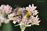 Čmelák zemní (Bombus terrestris)