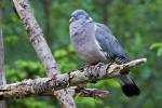 Holub hřivňáč (Columba palumbus)