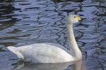 Labuť malá (Cygnus columbianus)