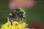 Čmelák zemní (Bombus terrestris)