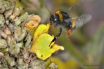 Čmelák zemní (Bombus terrestris)