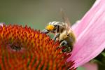 Včela medonosná (Apis mellifera)