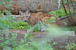 Rys ostrovid (Lynx lynx)