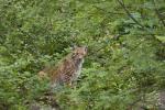 Rys ostrovid (Lynx lynx)