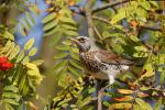 Drozd kvíčala (Turdus pilaris)