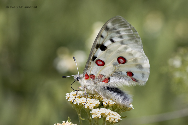 Jasoň červenooký (Parnassius apollo)