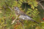 Drozd kvíčala (Turdus pilaris)