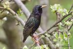 Špaček obecný (Sturnus vulgaris)