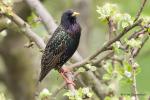 Špaček obecný (Sturnus vulgaris)