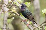 Špaček obecný (Sturnus vulgaris)