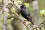 Špaček obecný (Sturnus vulgaris)