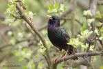 Špaček obecný (Sturnus vulgaris)