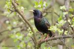 Špaček obecný (Sturnus vulgaris)