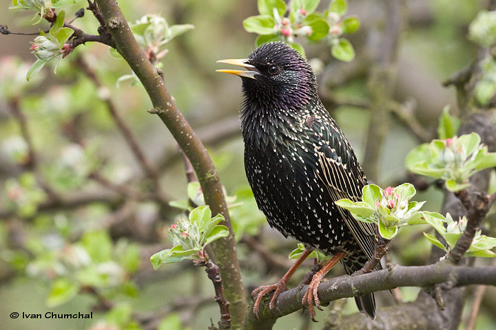 Špaček obecný (Sturnus vulgaris)