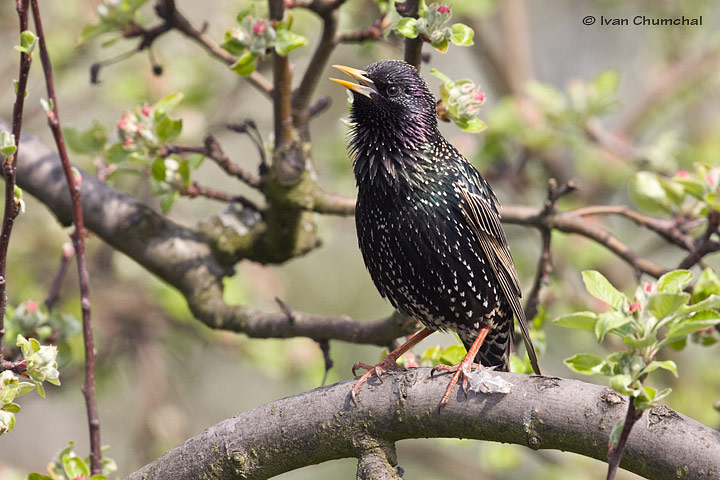 Špaček obecný (Sturnus vulgaris)