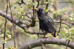 Špaček obecný (Sturnus vulgaris)