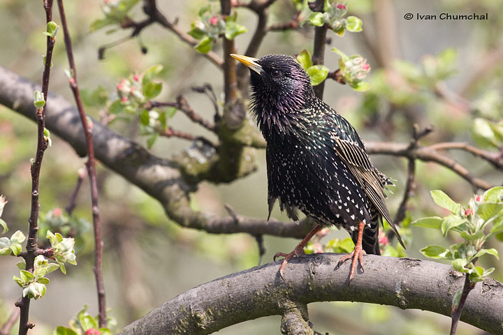 Špaček obecný (Sturnus vulgaris)