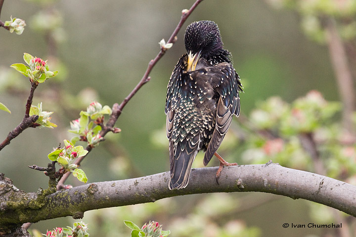 Špaček obecný (Sturnus vulgaris)