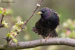 Špaček obecný (Sturnus vulgaris)