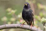 Špaček obecný (Sturnus vulgaris)