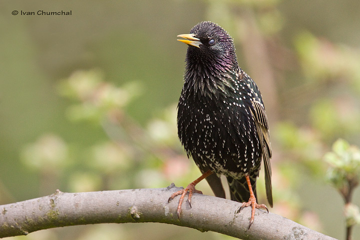 Špaček obecný (Sturnus vulgaris)