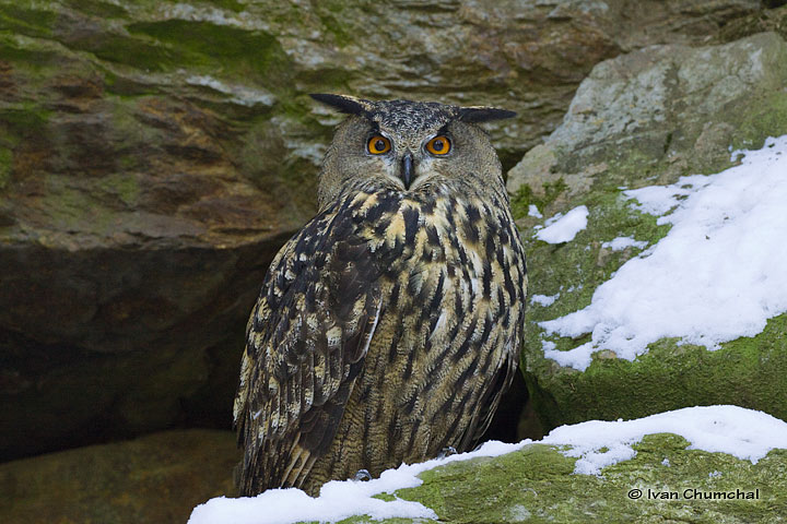 Výr velký (Bubo bubo)