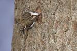 Šoupálek dlouhoprstý (Certhia familiaris)