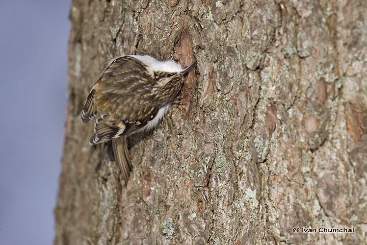 Šoupálek dlouhoprstý (Certhia familiaris)