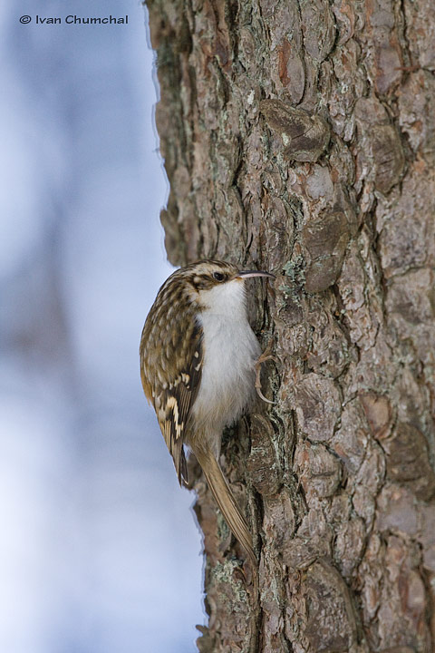 Šoupálek dlouhoprstý (Certhia familiaris)