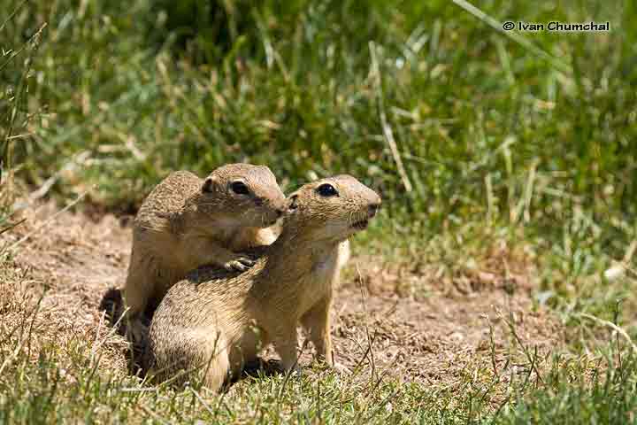 Sysel obecný (Spermophilus citellus)