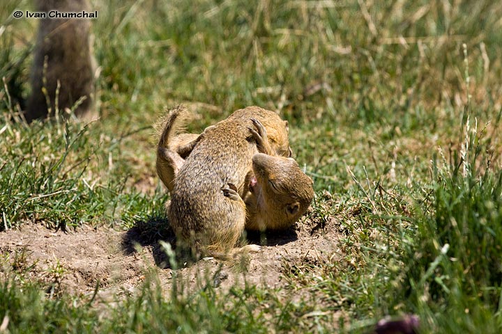 Sysel obecný (Spermophilus citellus)