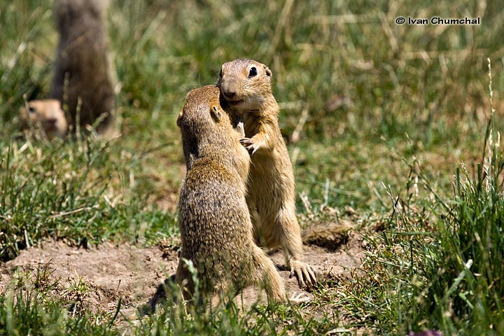 Sysel obecný (Spermophilus citellus)