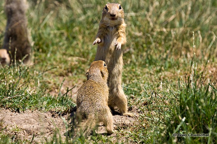 Sysel obecný (Spermophilus citellus)